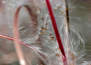 Seeds Abstarct