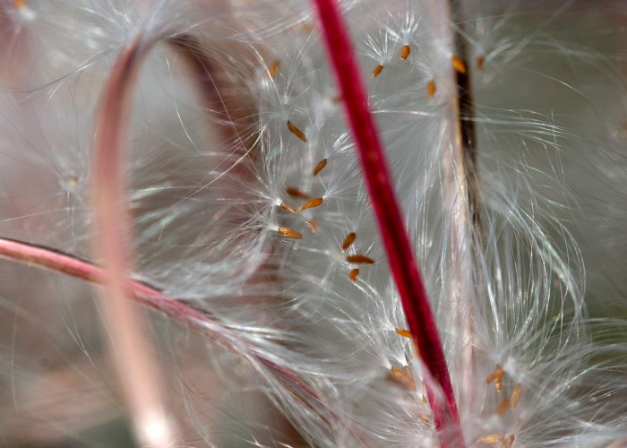 Close up of seeds which are still attached to their plants