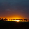 Sunset behind Trees_4461