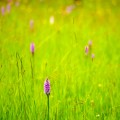 Wild orchids in field of long grass