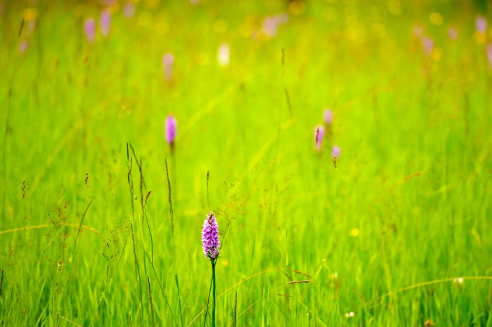 Wild orchids in field of long grass