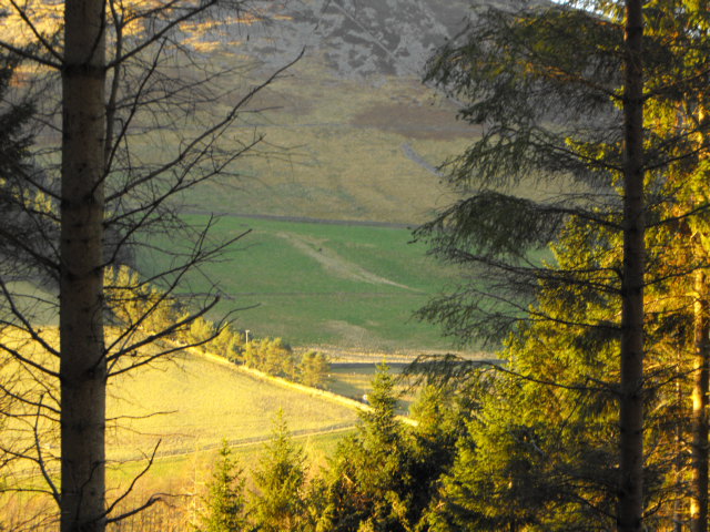 Looking through the trees to the side of Lee Pen, Innerleithen, Scottish Borders