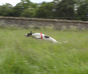 Image of happy greyhound running through long grass