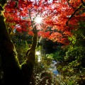 Sunshine coming through brightly coloured Autumn trees and the rays of light falling onto a burn that is running below