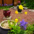 Image of raised area with pots bluebells and welsh poppies in garden of Cosaig self catering holiday house, Innerleithen, Scottish Borders